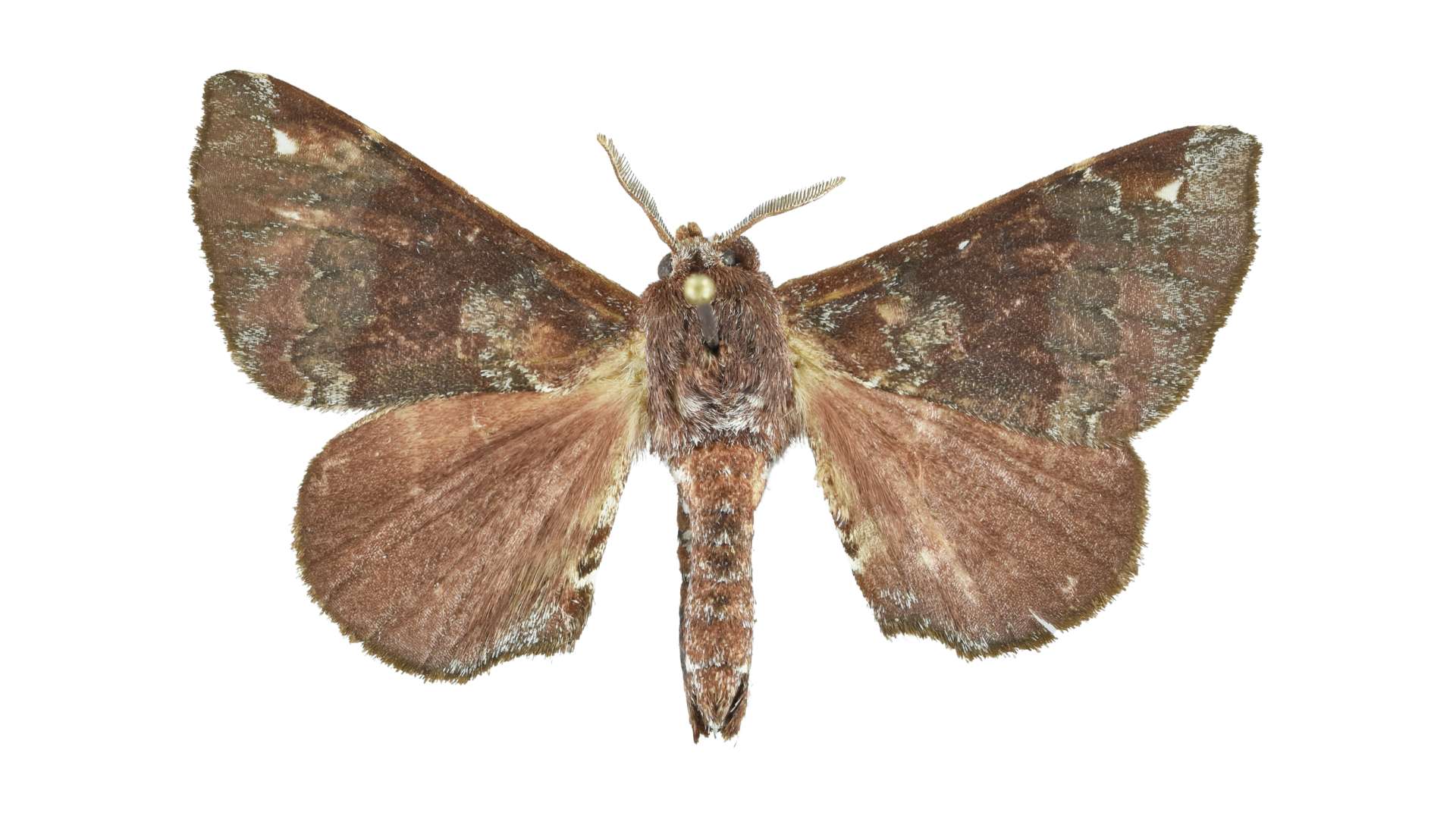 Cratolliana belyiorum