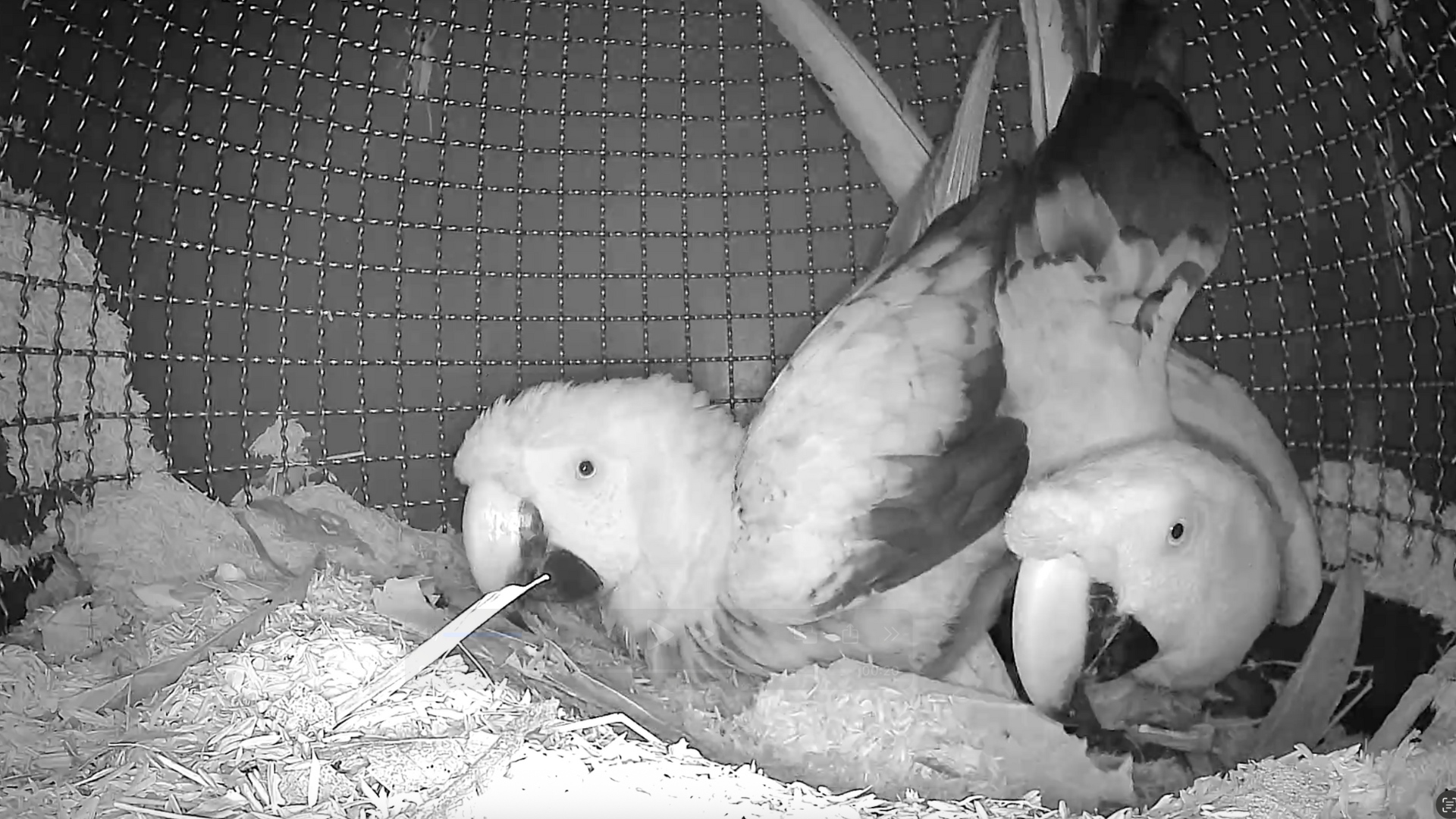 Guacamayos-copulando-en-nido-articial-Proyecto-Guacamayo-de-Tambopata