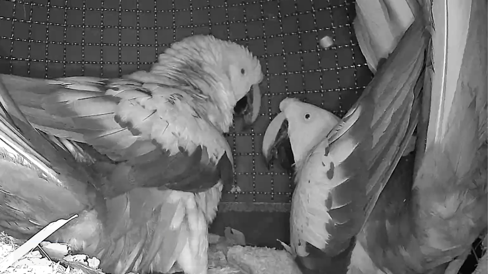 Guacamayos-copulando-en-nido-articial-Proyecto-Guacamayo-de-Tambopata1