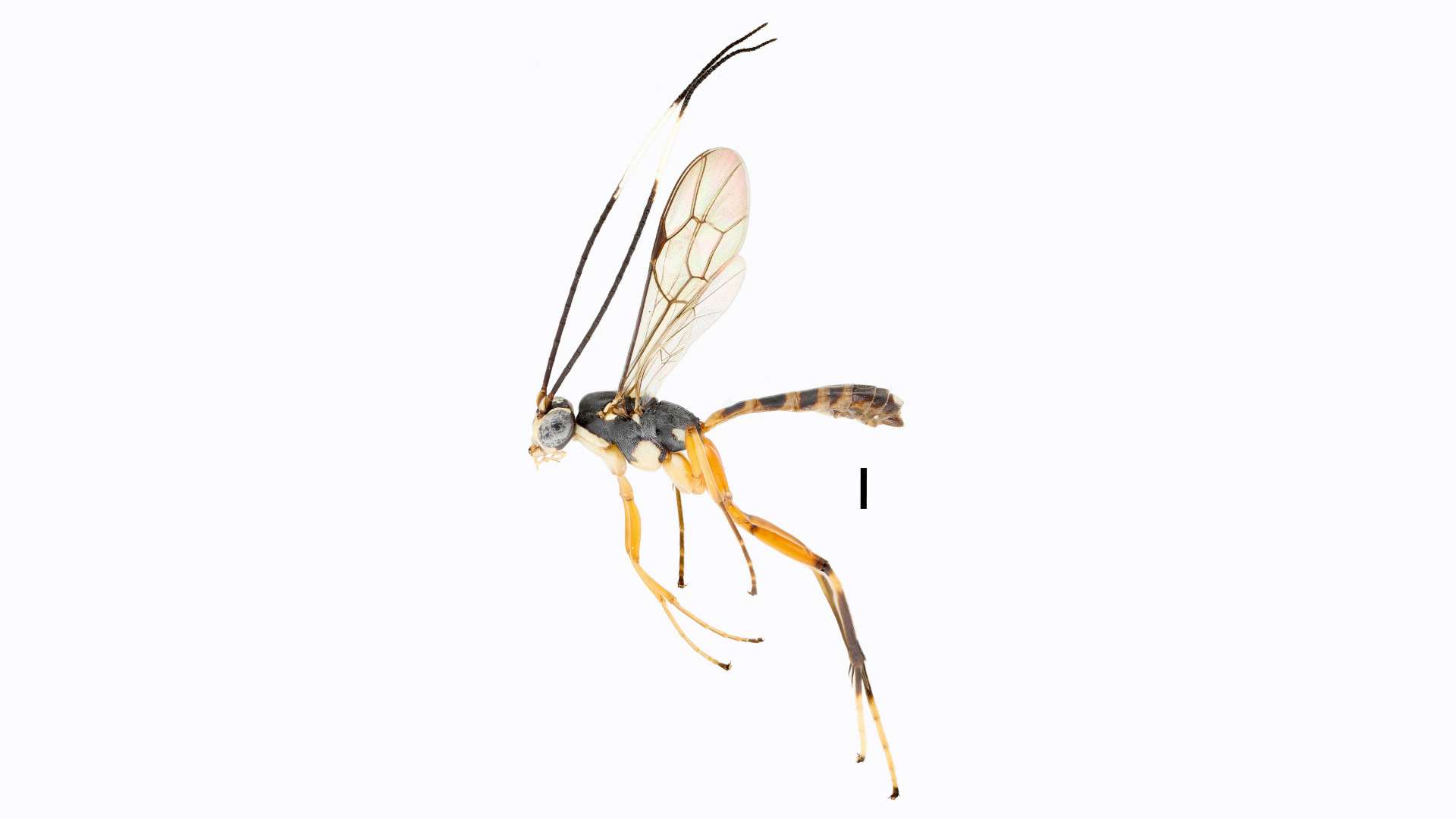 Minosse Insect Wired Amazon: make science happen