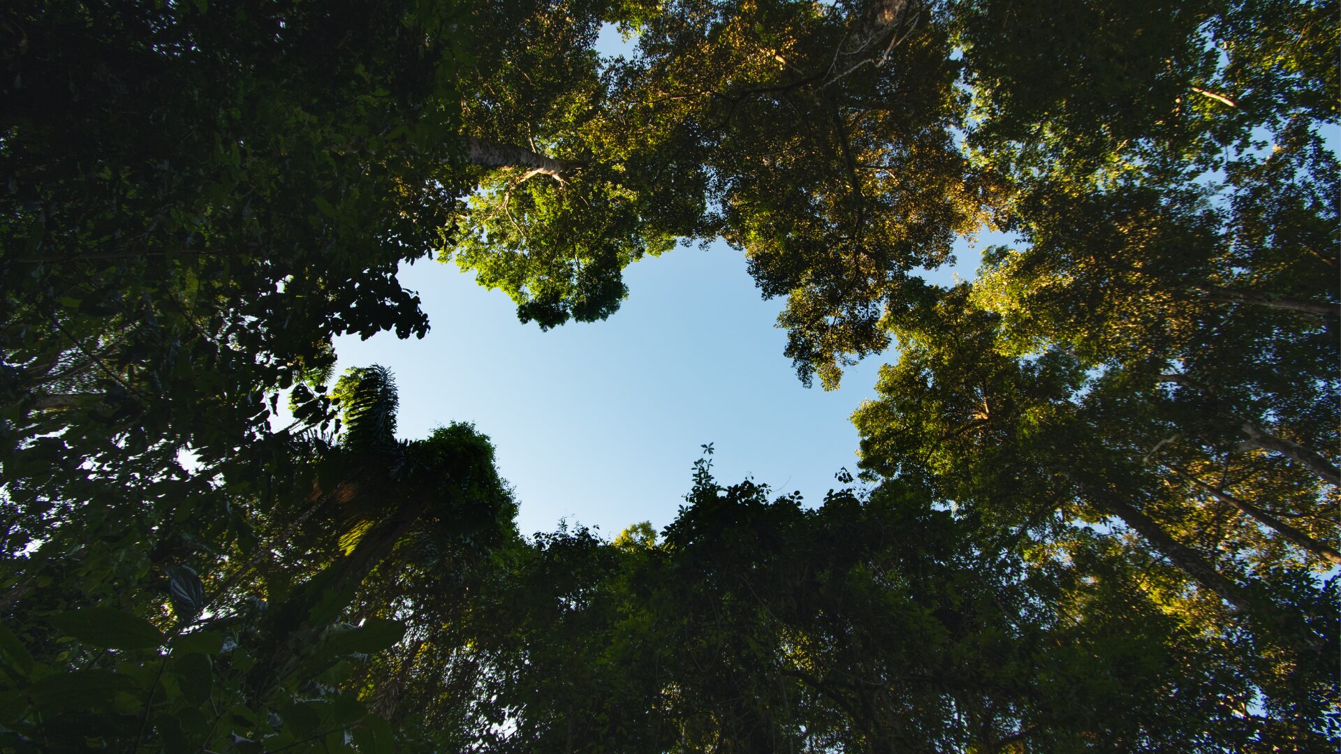 Canopy from the ground, photo by Gabriel Serrano