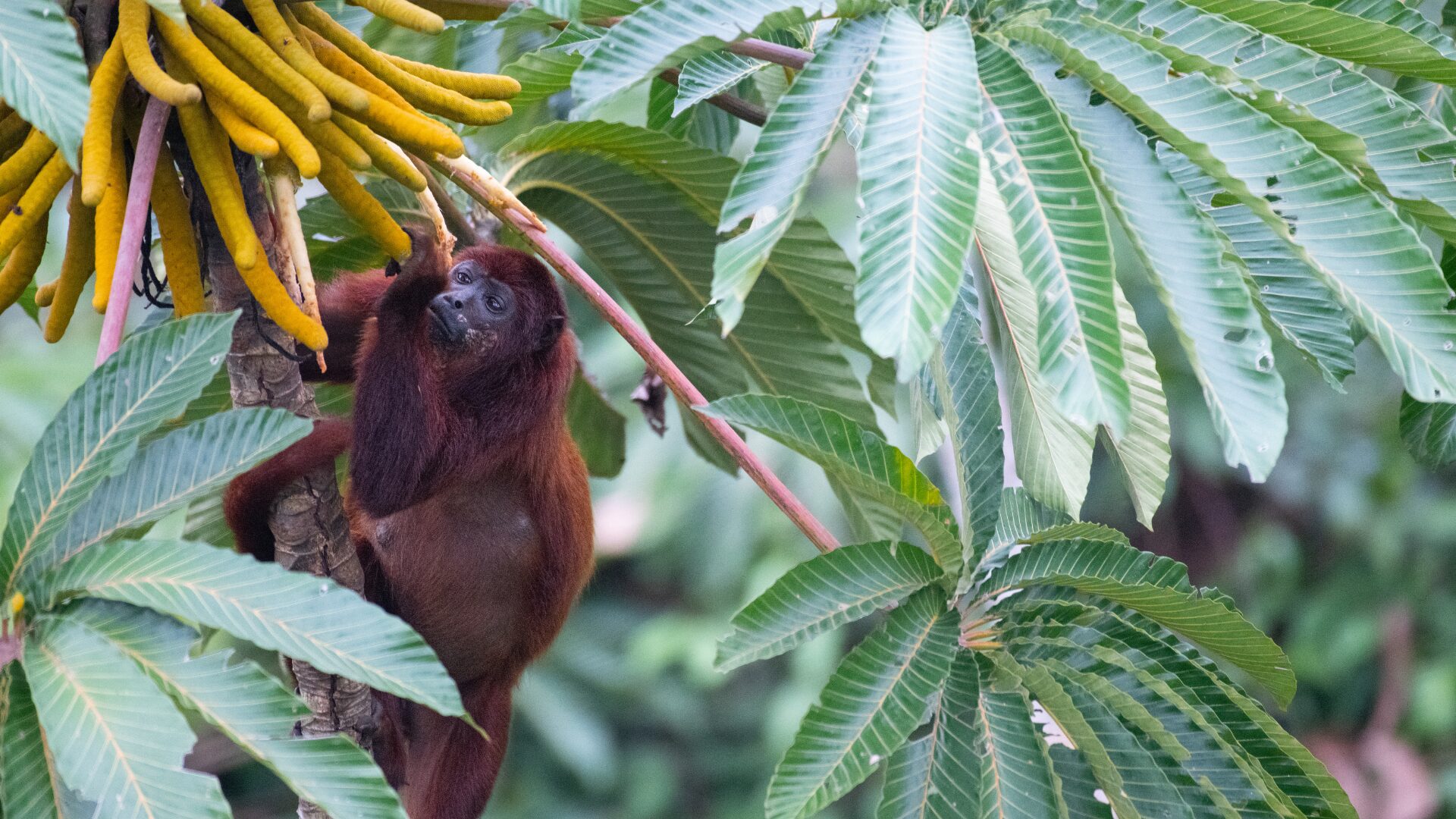 Howler Monkey eating. Photo by Hugo Cliff