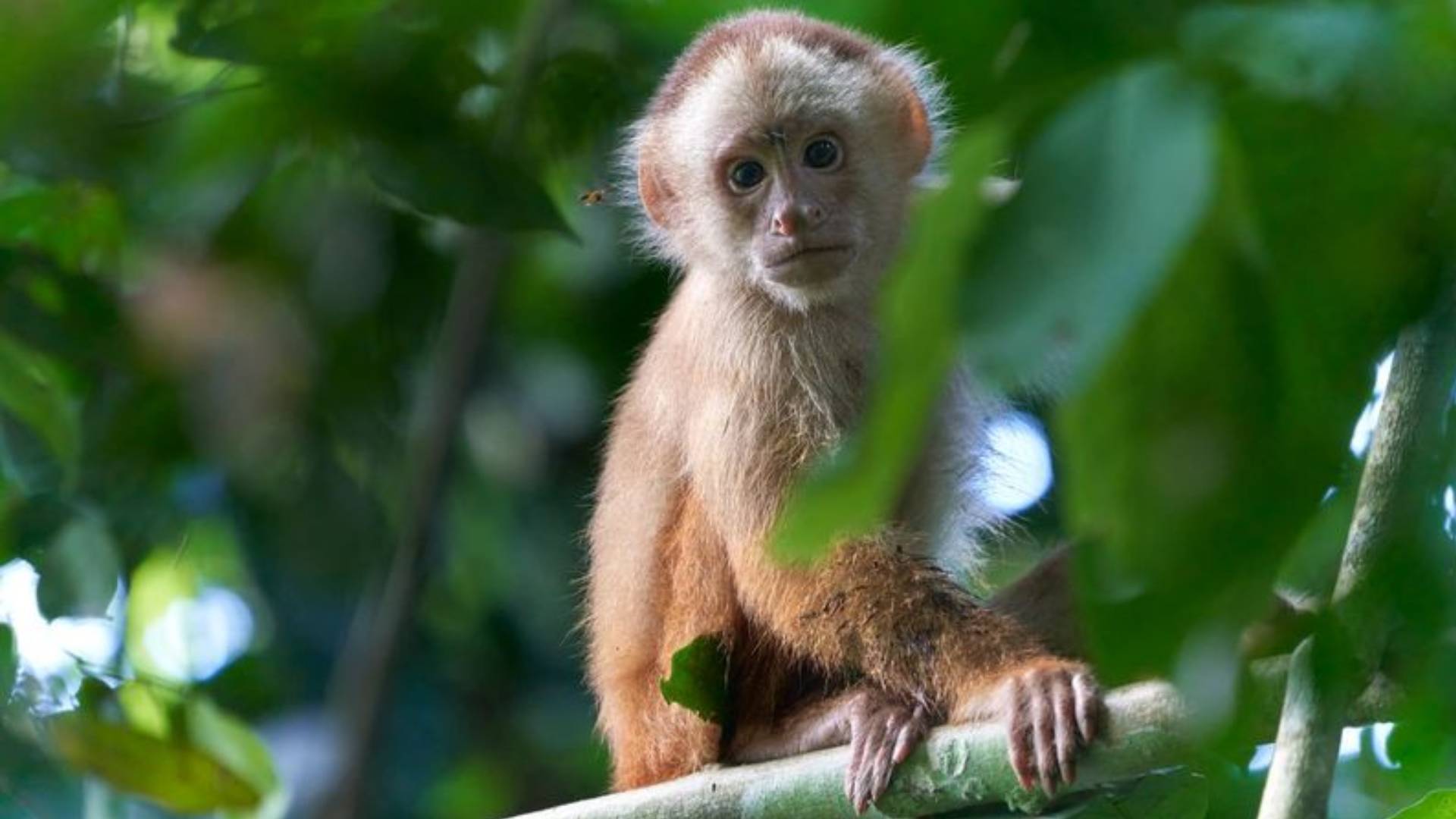 White capuchin monkey in a branch by Paul Bertner