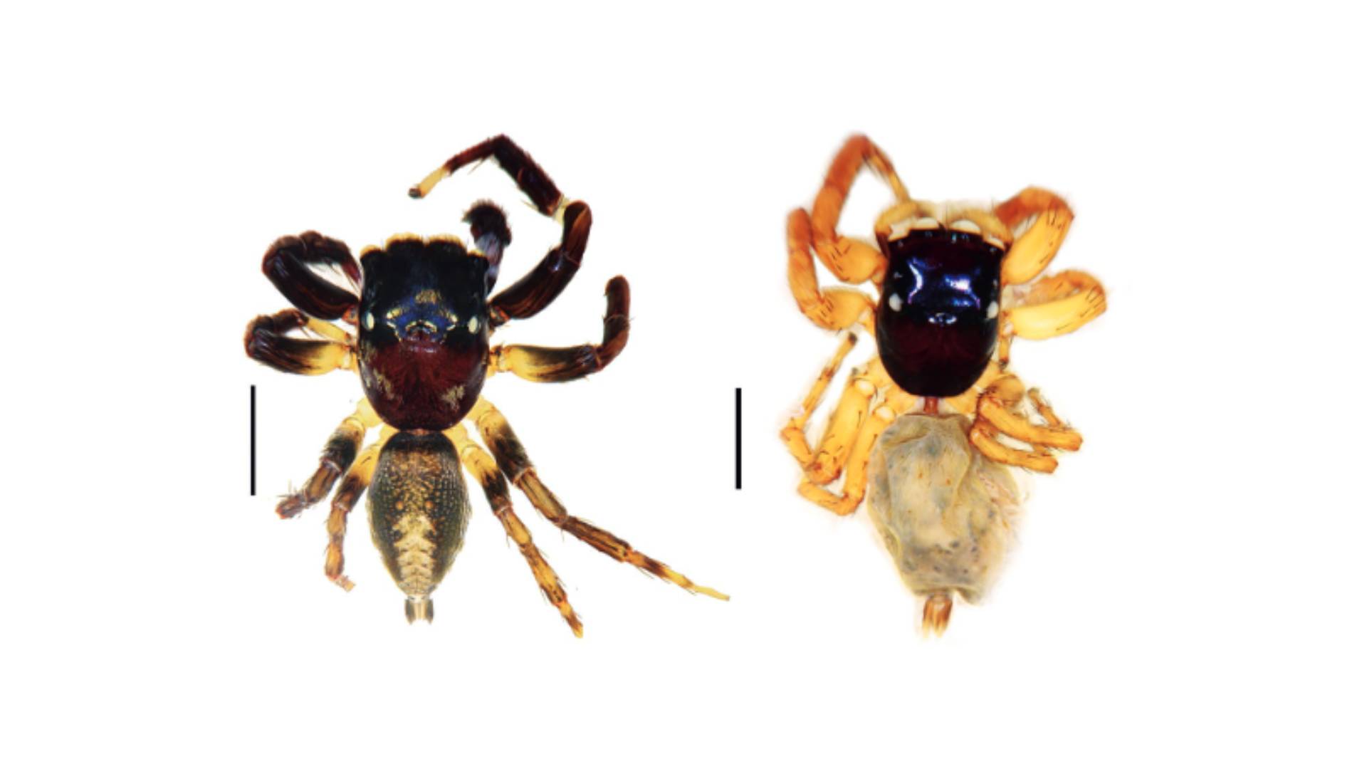 Kalcerrytus yacuruna