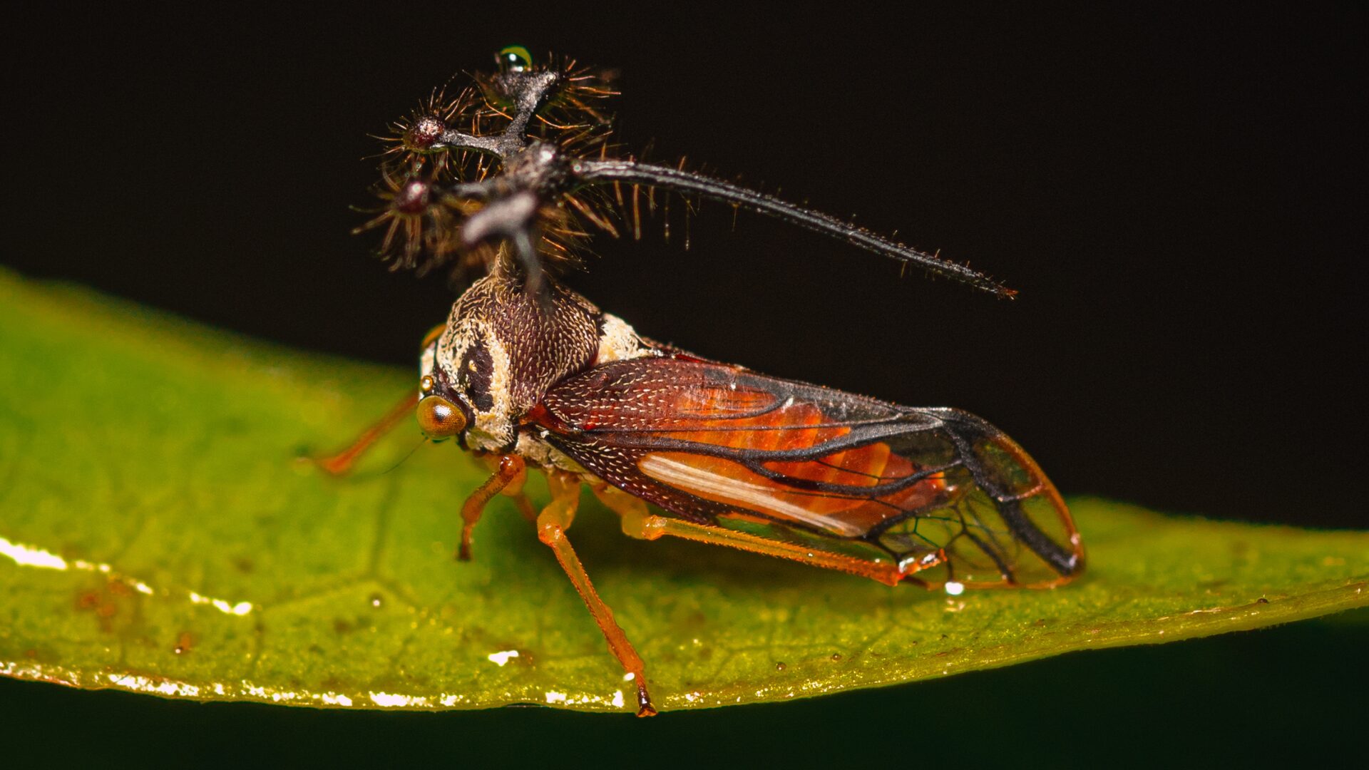 Treehopper gabriel serrano 2
