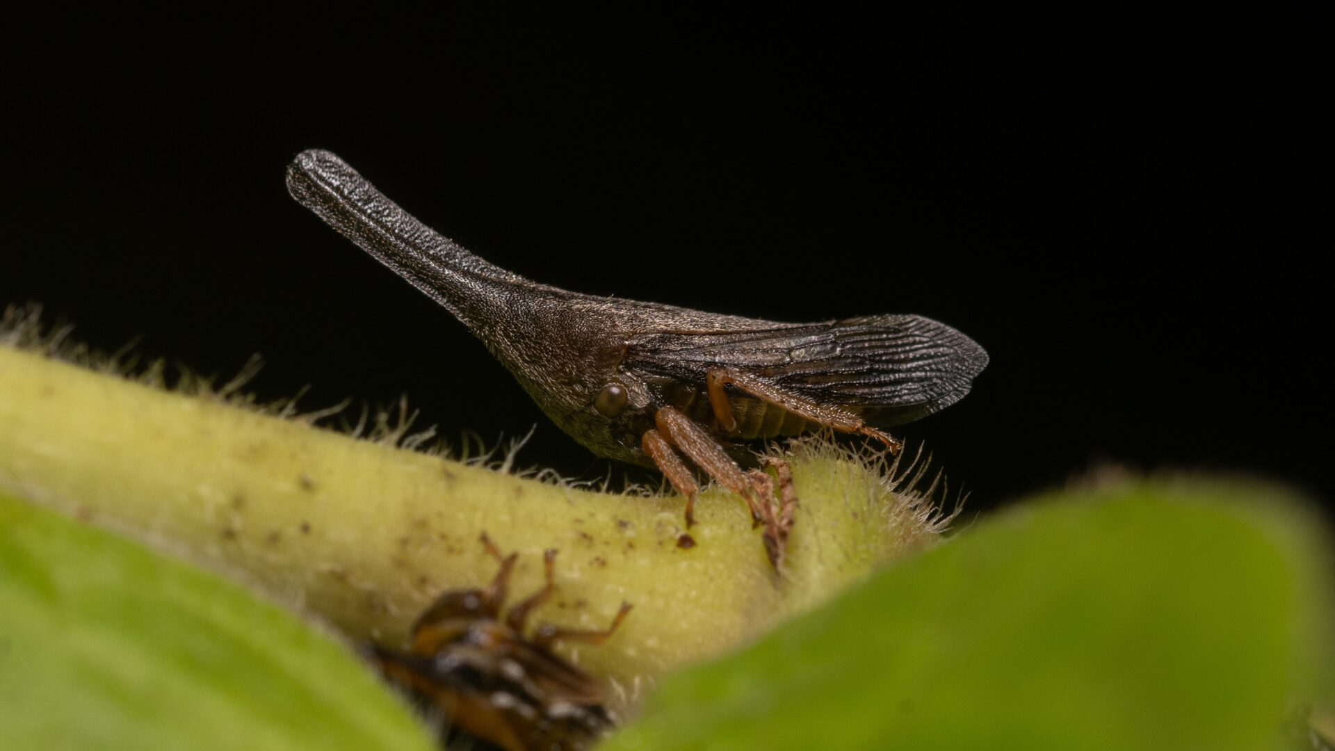 Treehopper gabriel serrano