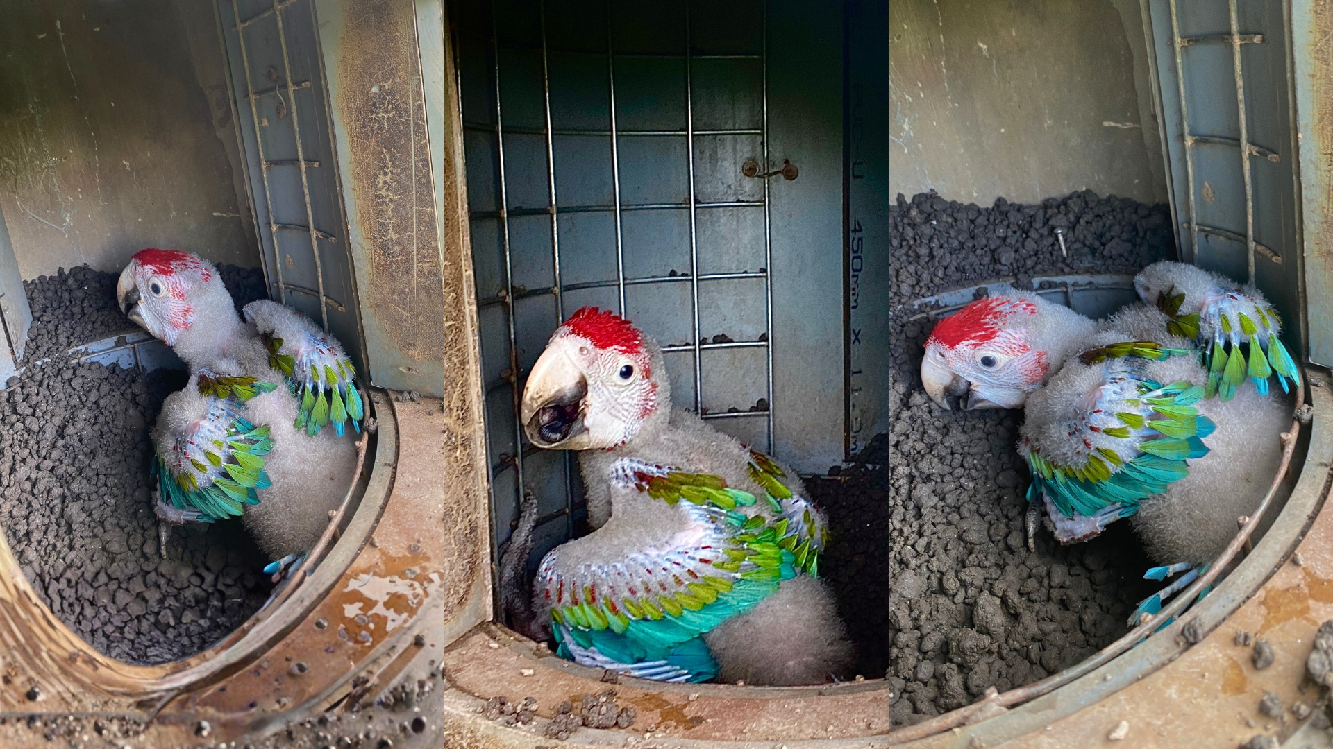 Red and green Macaw chick inside of an artificial nest