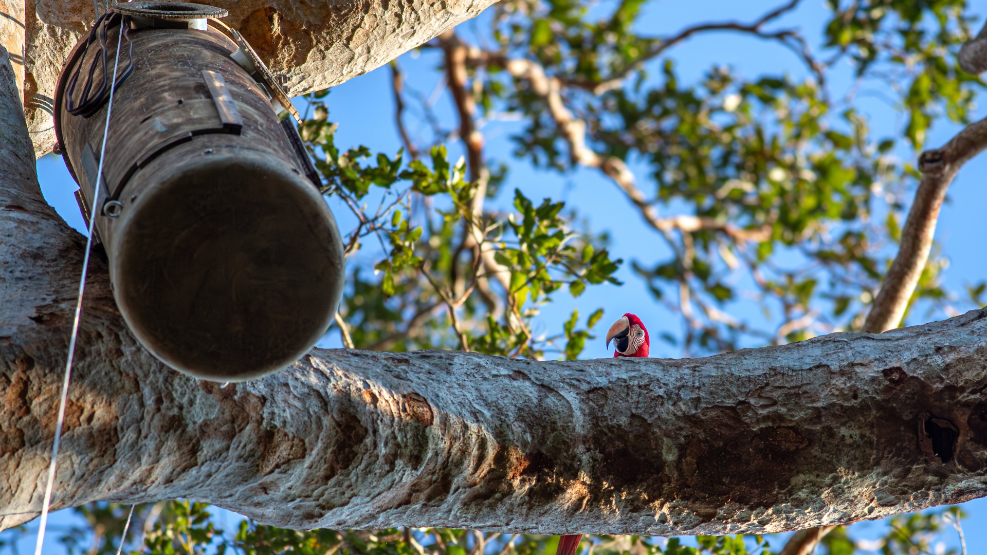 Tambopata-Macaw-Project-artificial-nest-photo-by-Jonah-Darius