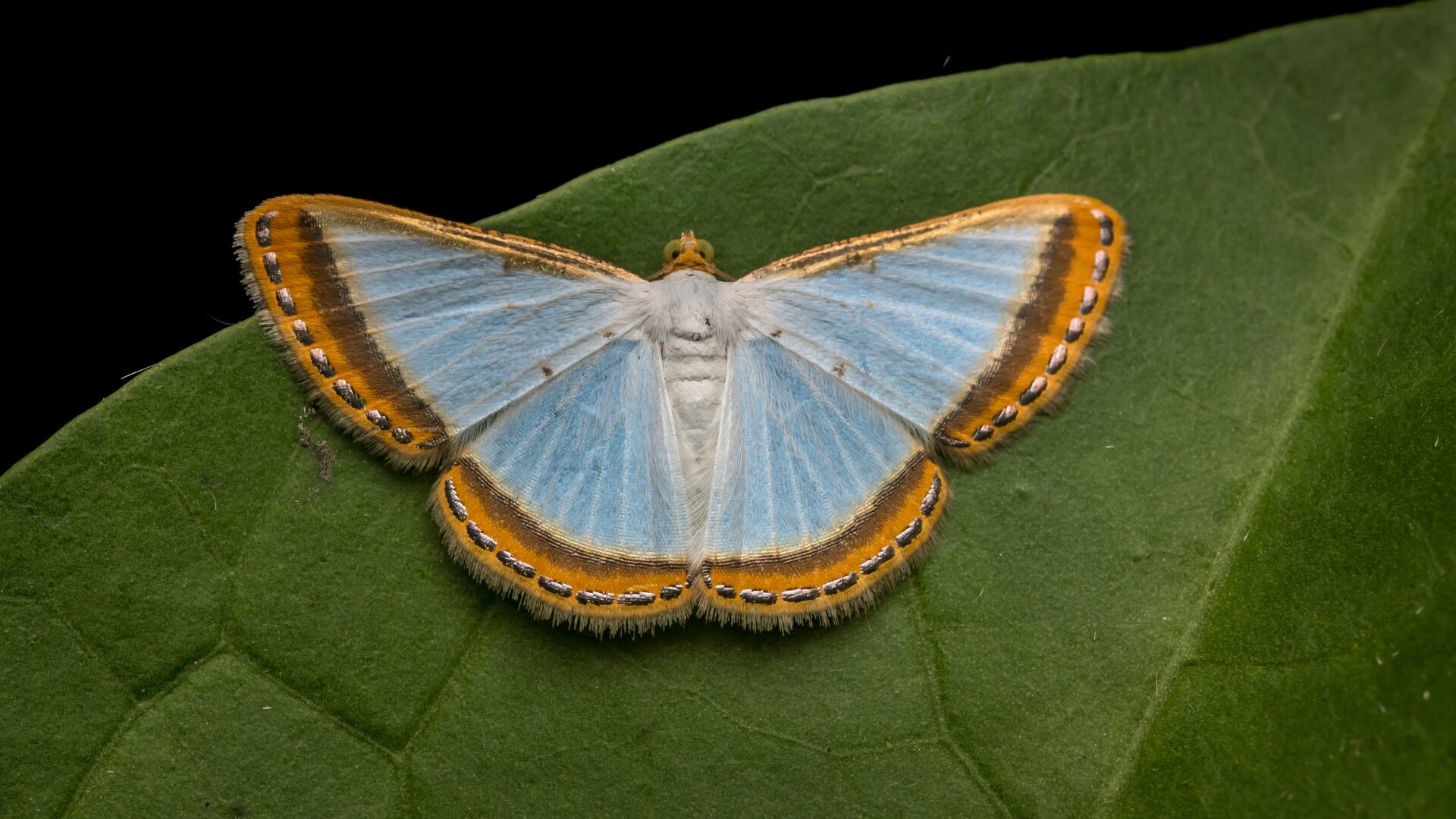 Leuciris fimbriaria